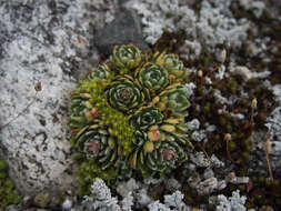 Image of Livelong Saxifrage