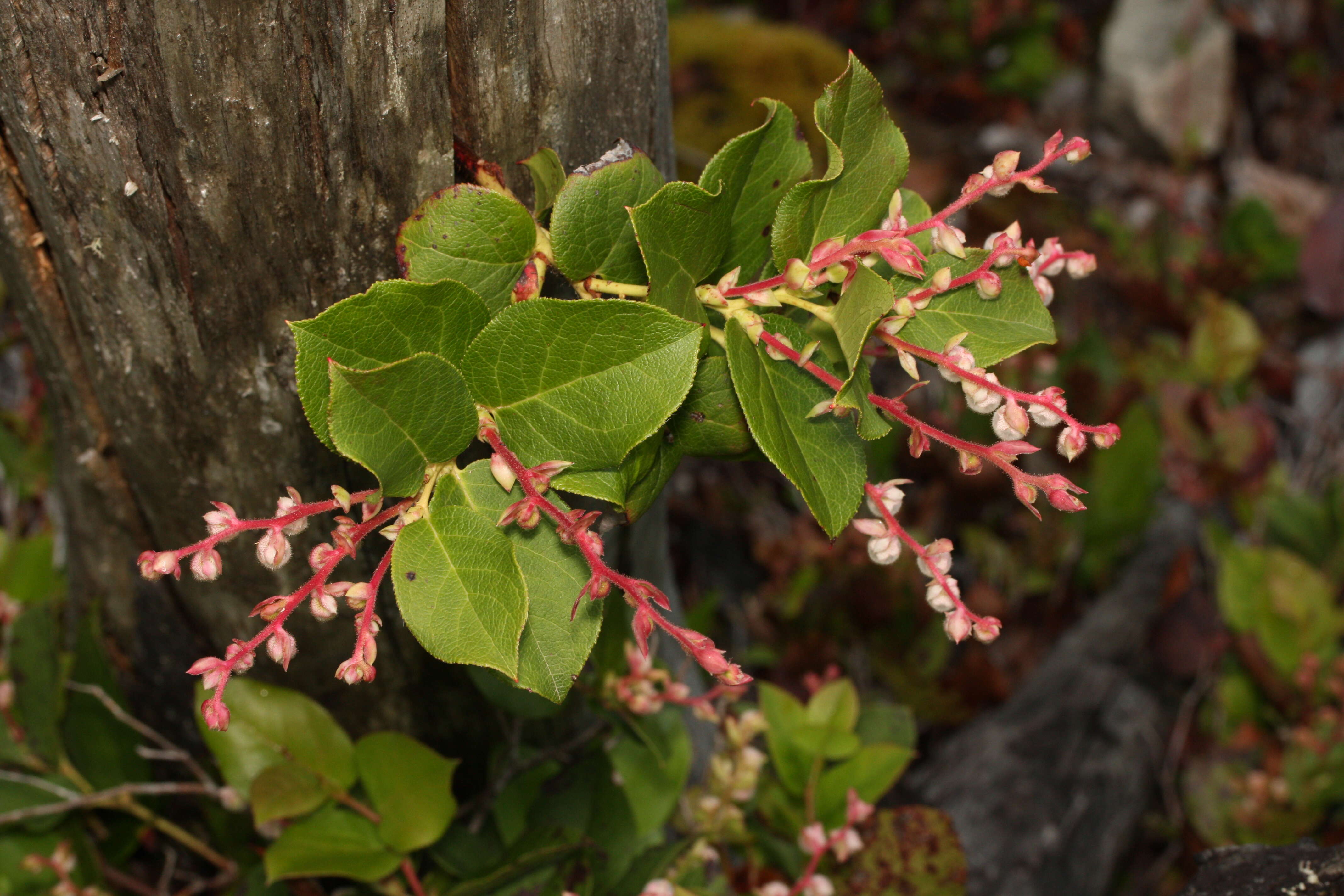 Image of salal