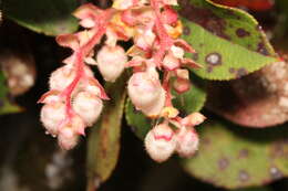 Image of salal