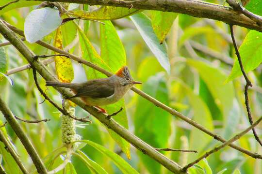 Image of Rufous-vented Yuhina