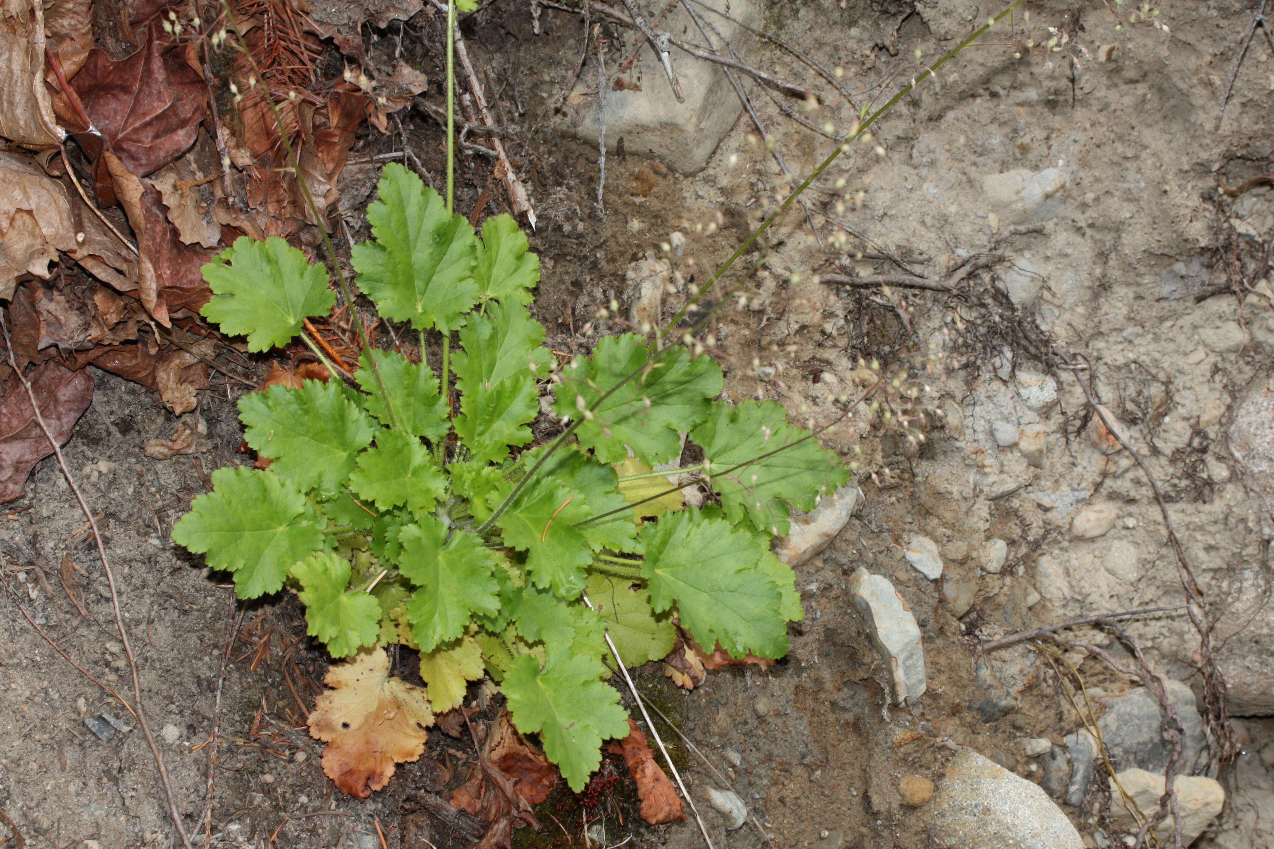 Image of crevice alumroot