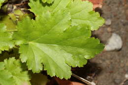 Image of crevice alumroot