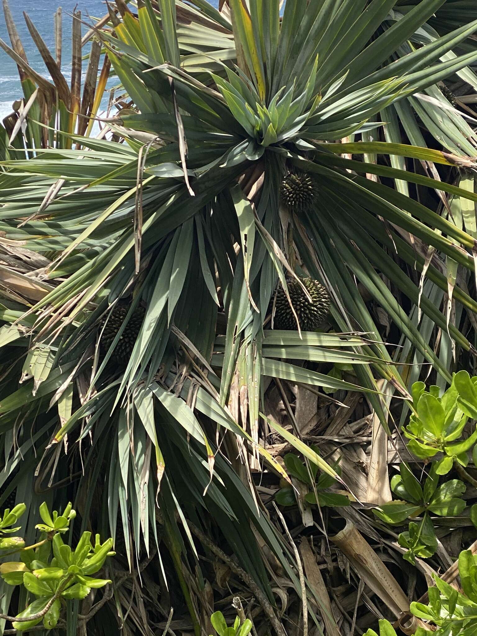 Image of Pandanus vandermeeschii Balf. fil.