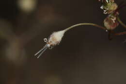 Image of crevice alumroot