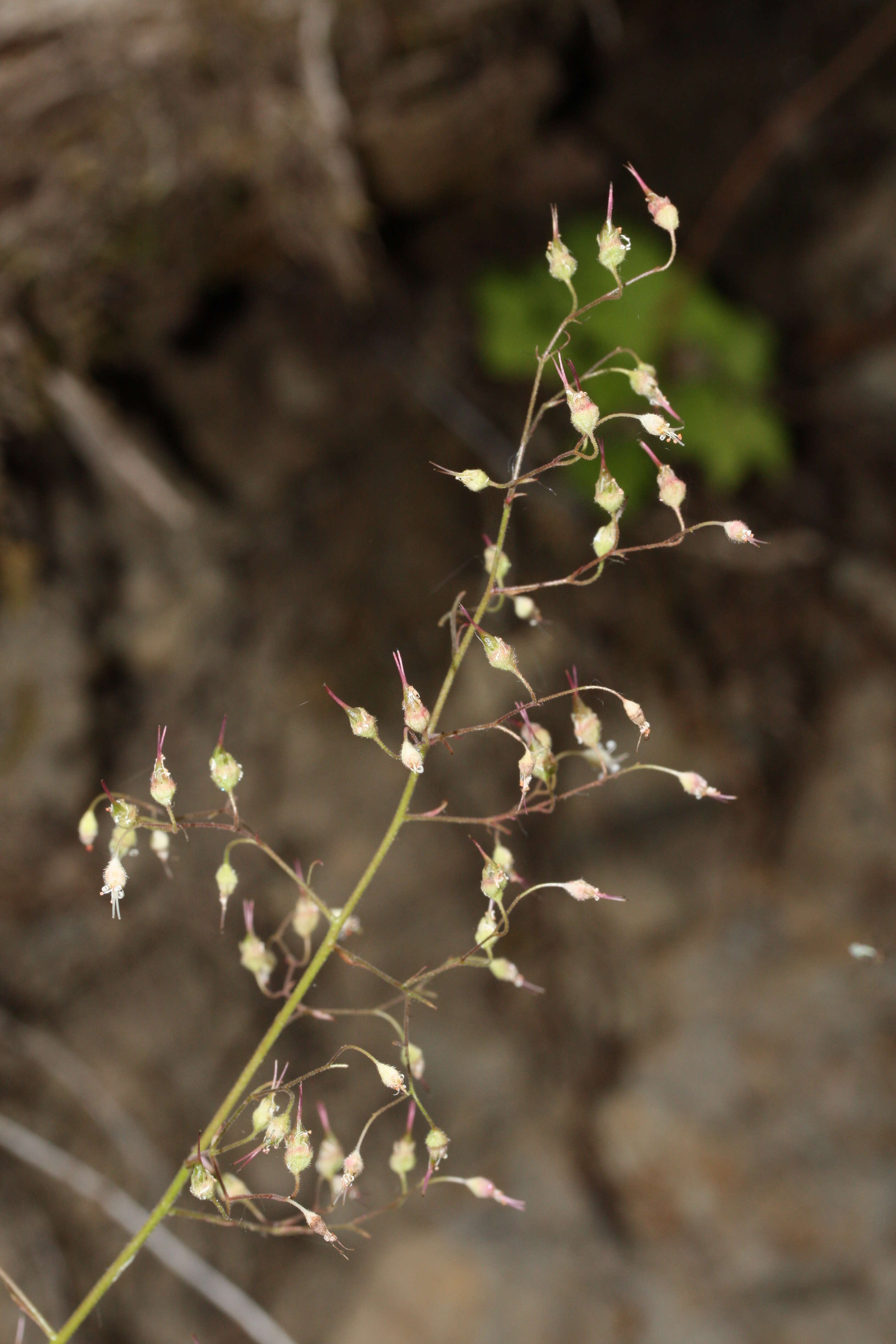 Image of crevice alumroot