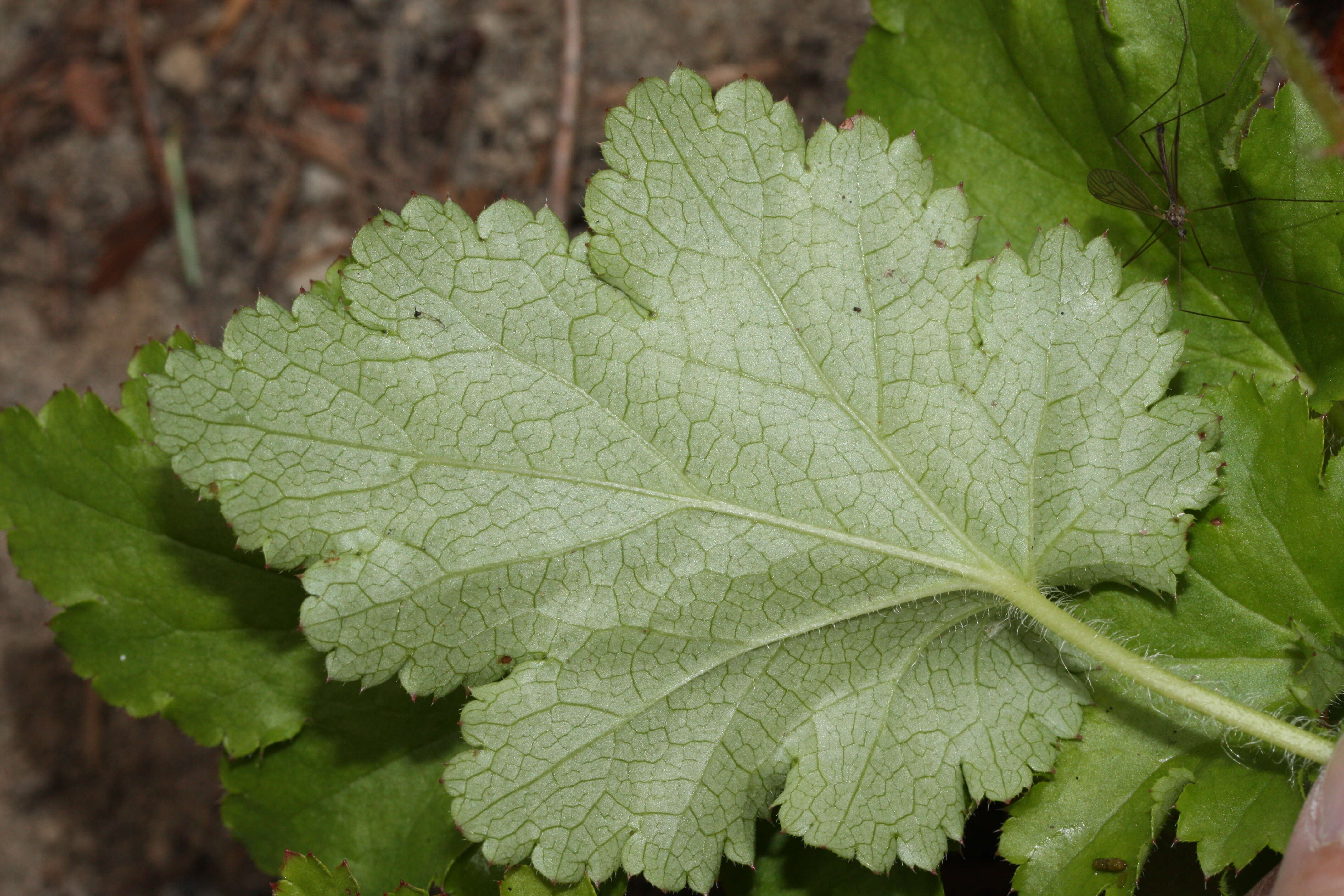 Image of crevice alumroot