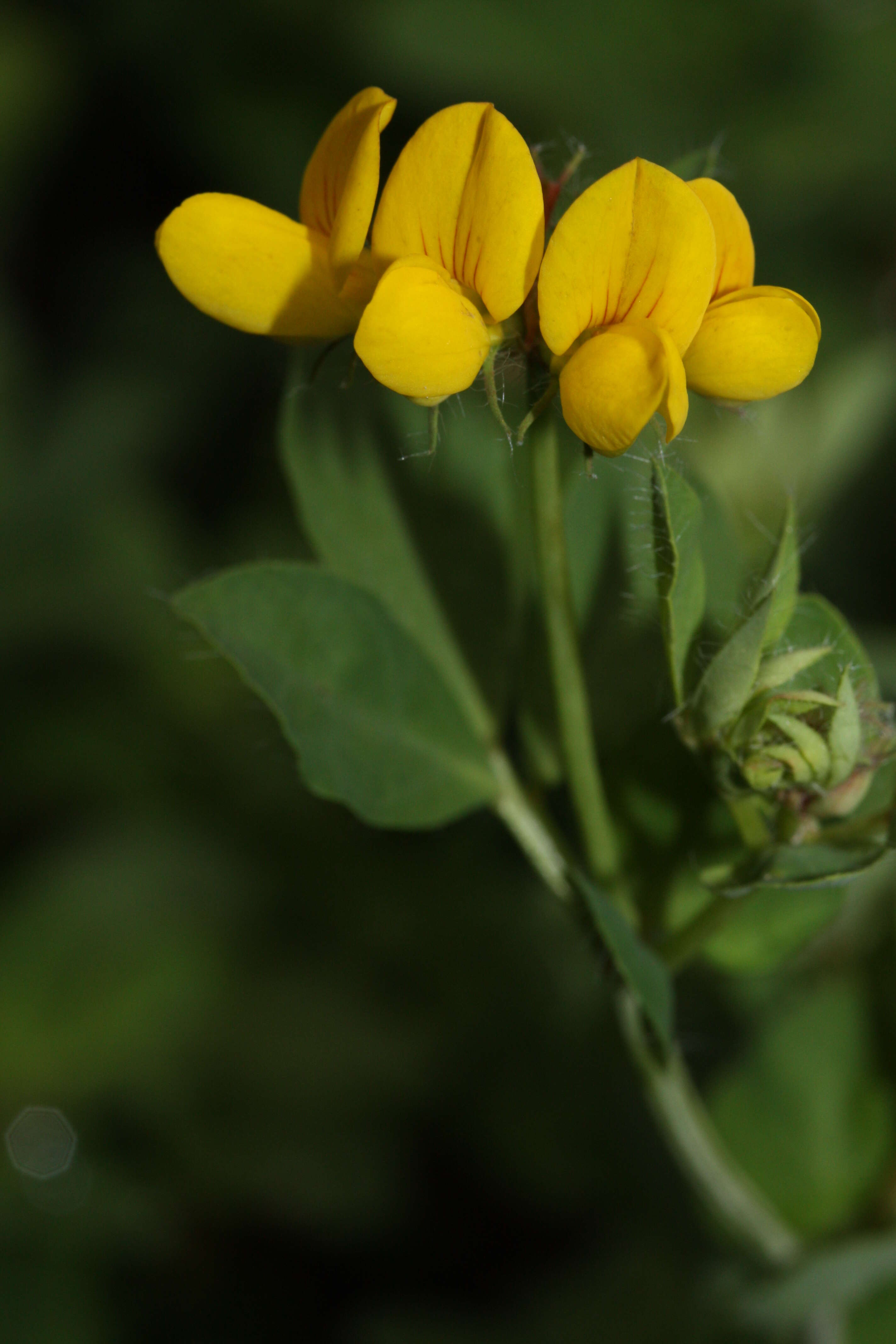 Image of Common Bird's-foot-trefoil