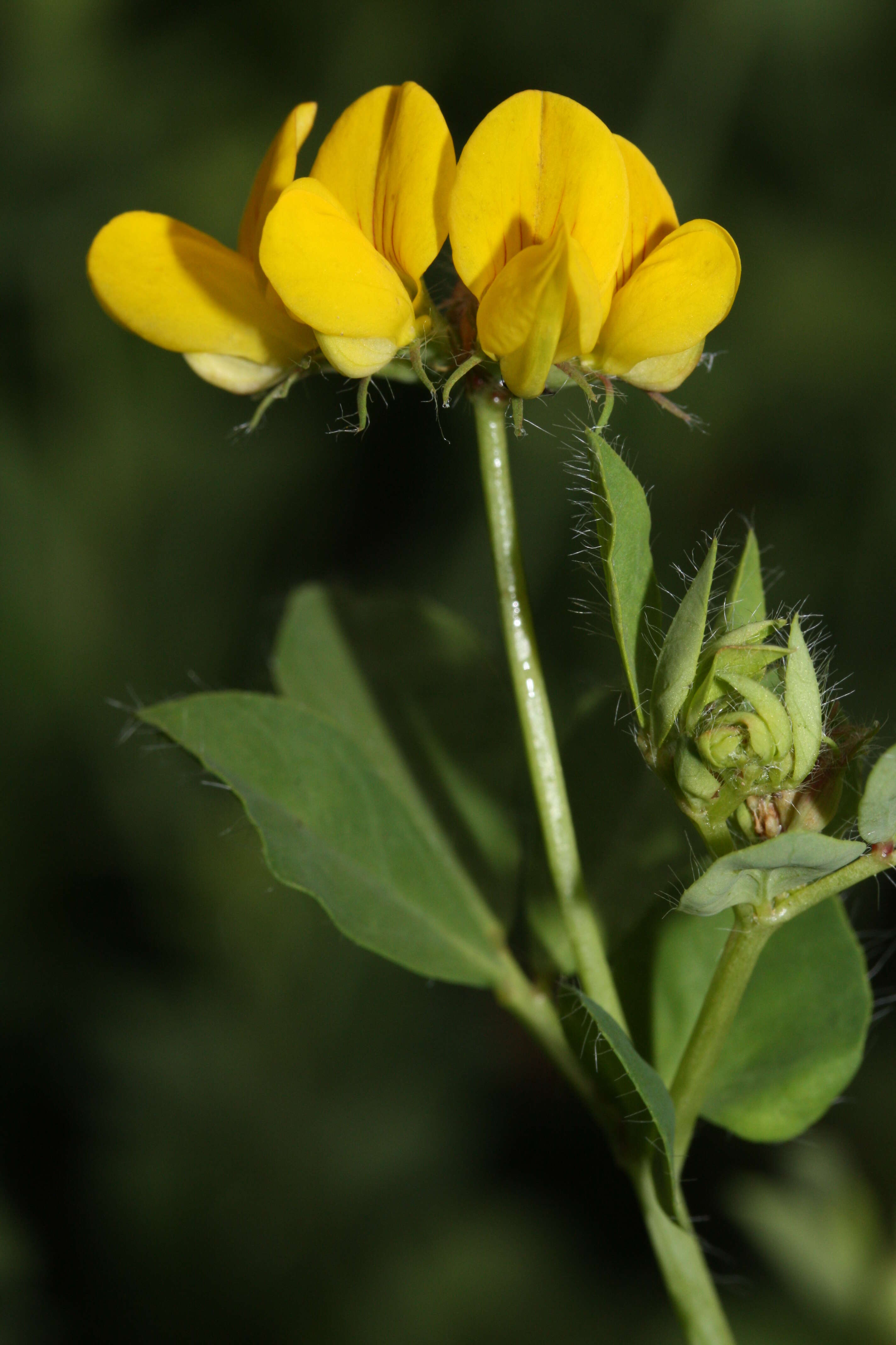 Image of Common Bird's-foot-trefoil