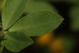 Image of Common Bird's-foot-trefoil