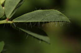 Image of Common Bird's-foot-trefoil