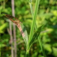 Image of Calycomyza verbenae Hering 1951