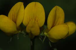 Image of Common Bird's-foot-trefoil