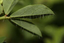 Imagem de Lotus corniculatus L.