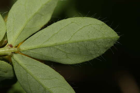 Imagem de Lotus corniculatus L.