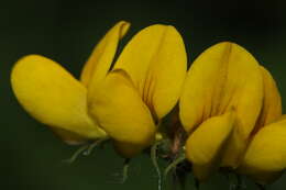 Image of Common Bird's-foot-trefoil