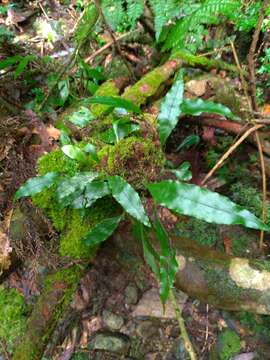 Lepidomicrosorium ningpoense resmi