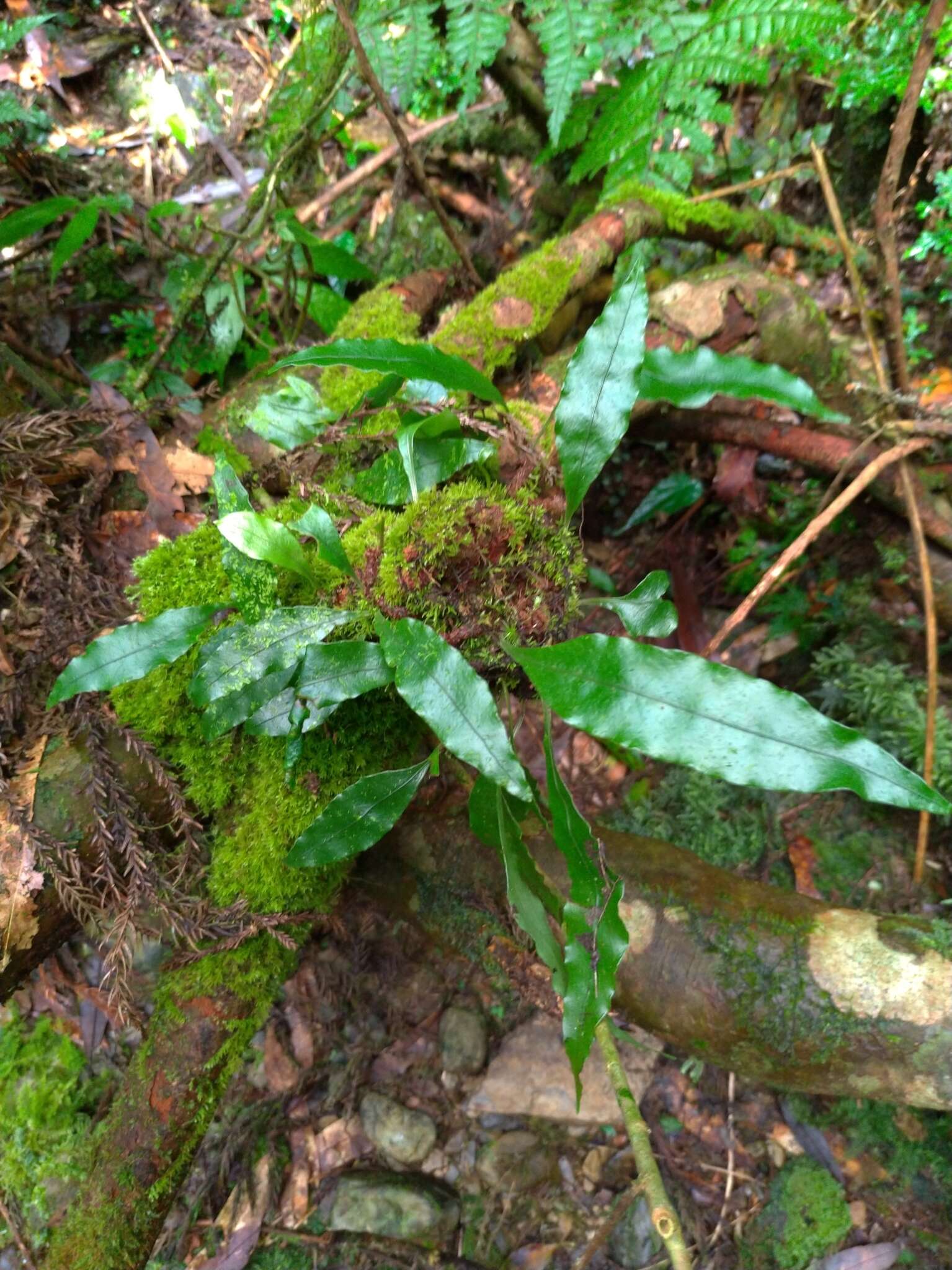 Lepidomicrosorium ningpoense的圖片