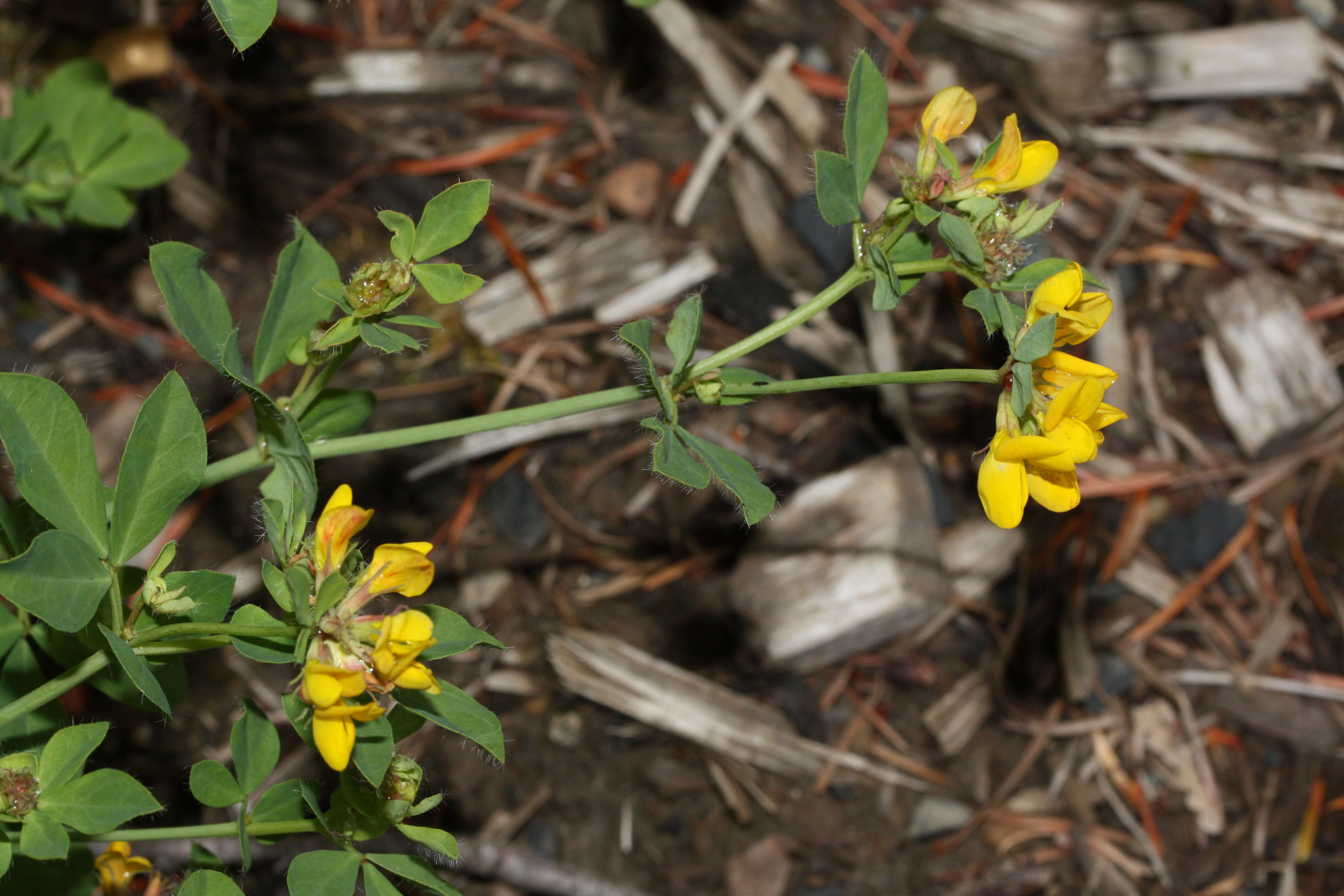 Image of Common Bird's-foot-trefoil