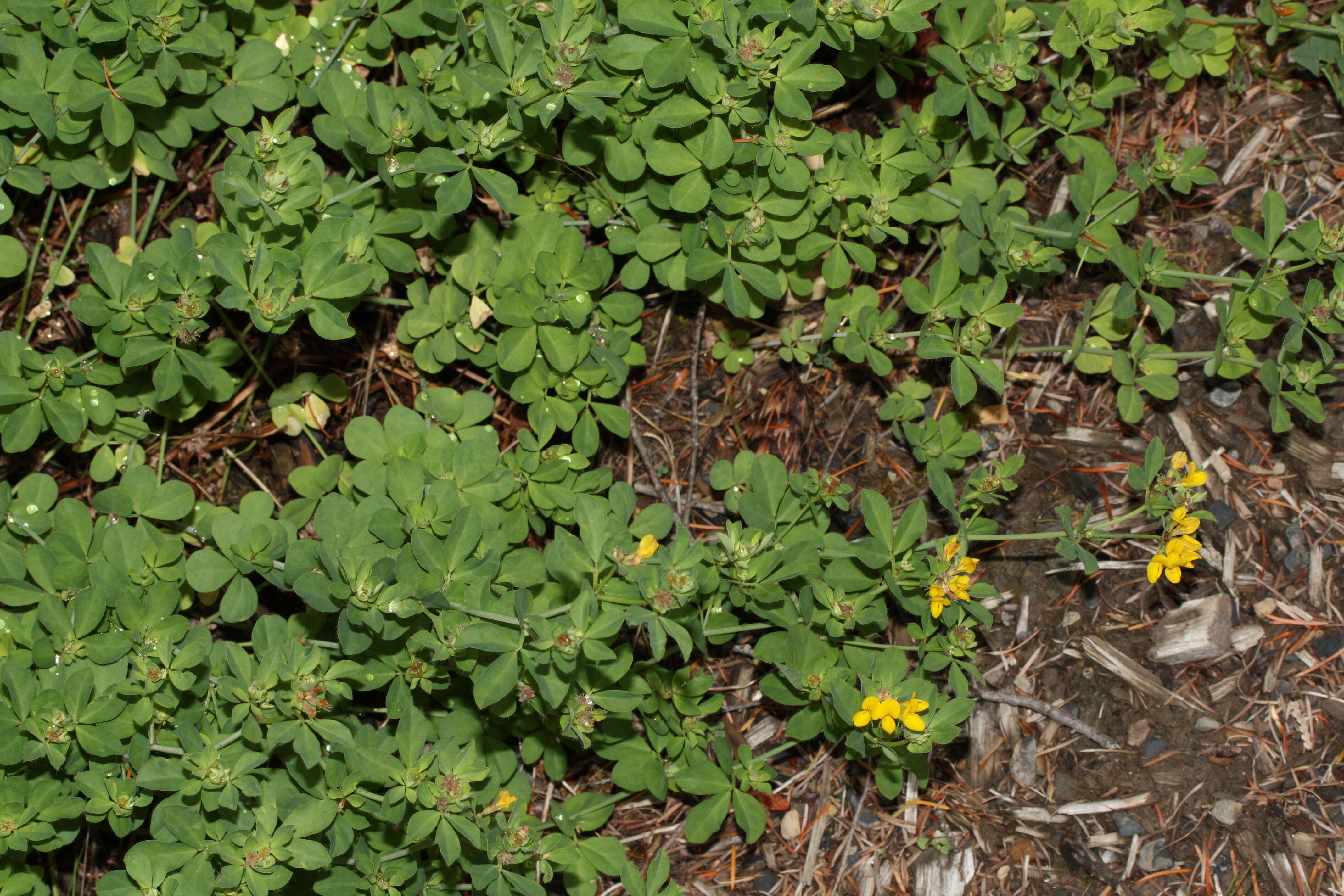 Image of Common Bird's-foot-trefoil