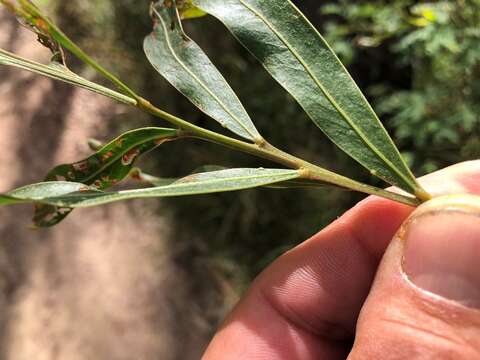 Imagem de Acacia neriifolia A. Cunn. ex Benth.