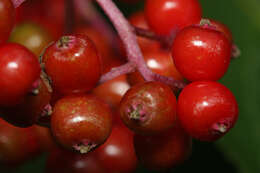 Imagem de Sambucus racemosa L.