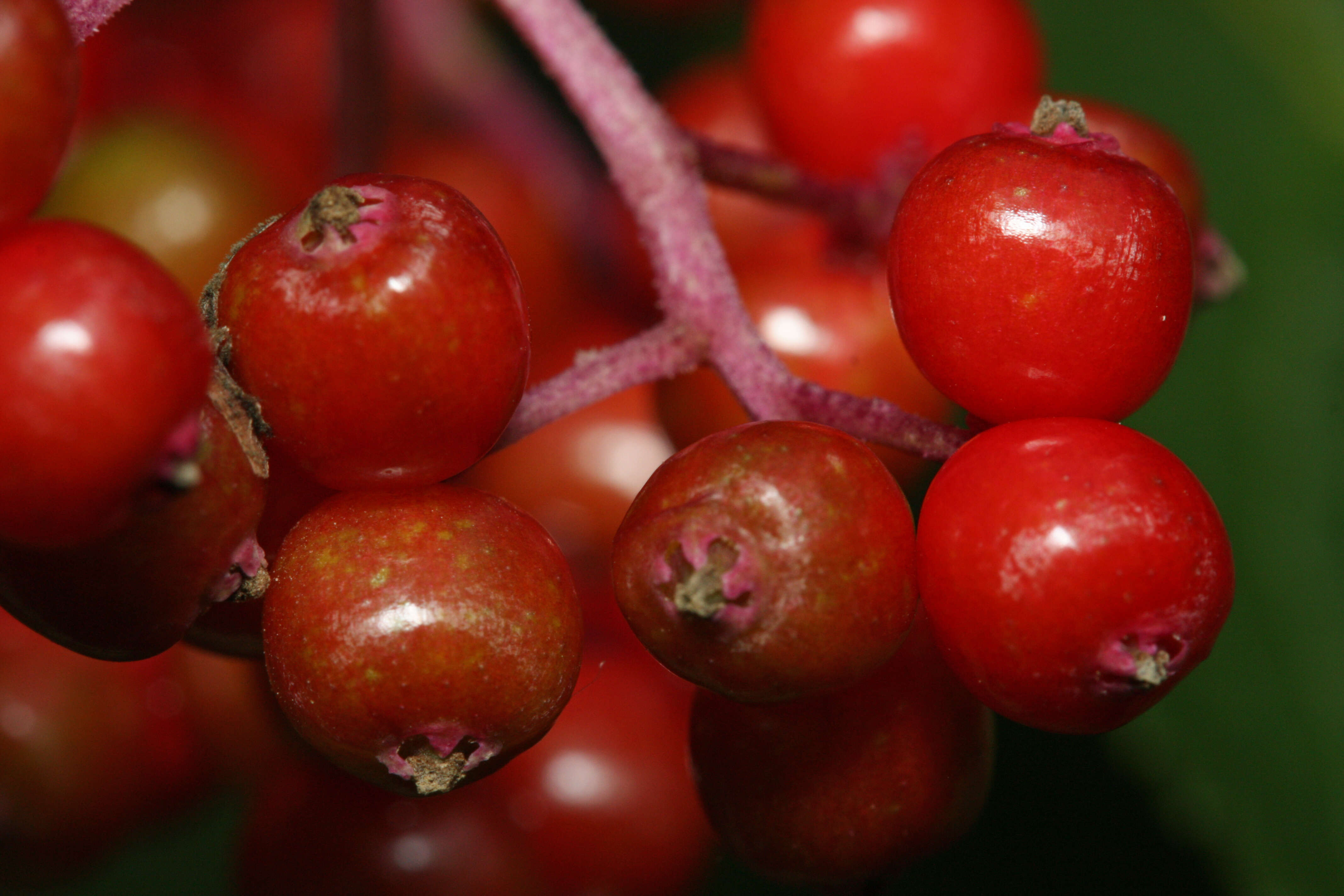 Imagem de Sambucus racemosa L.