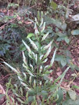 Sivun Pteris hexagona (L.) Proctor kuva