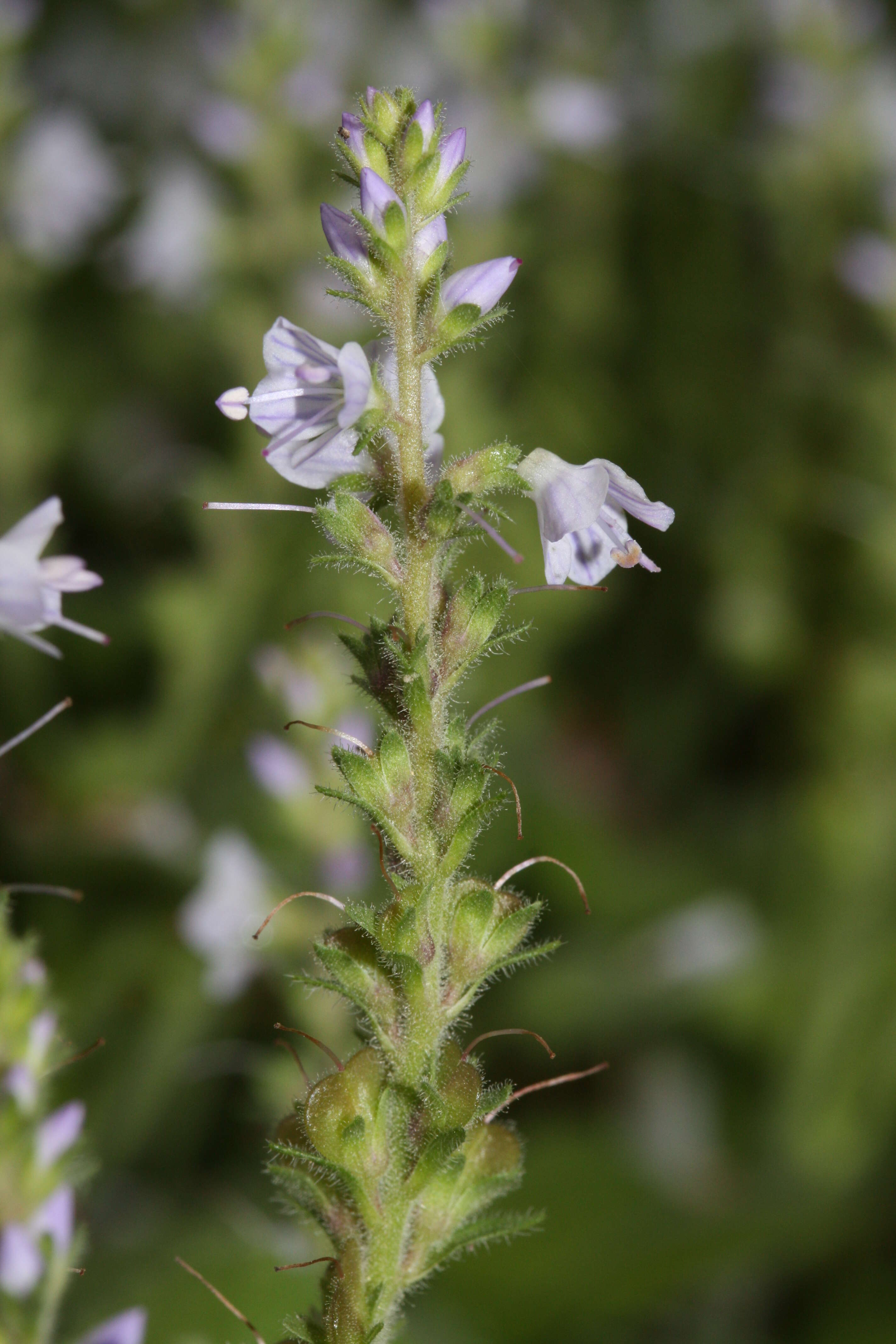 Image of Health Speedwell