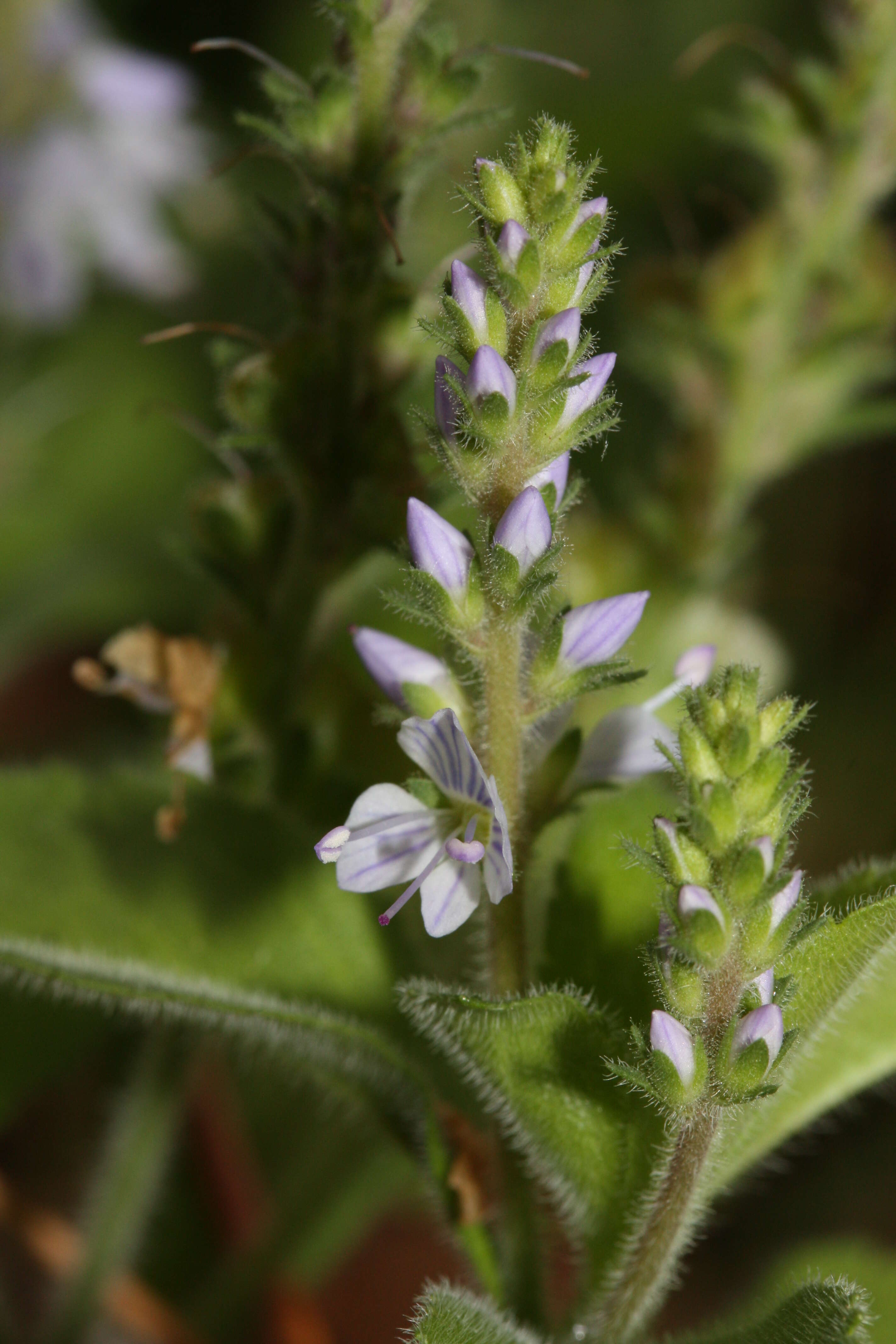 Image of Health Speedwell