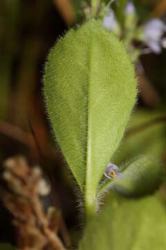 Image of Health Speedwell