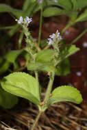 Image of Health Speedwell