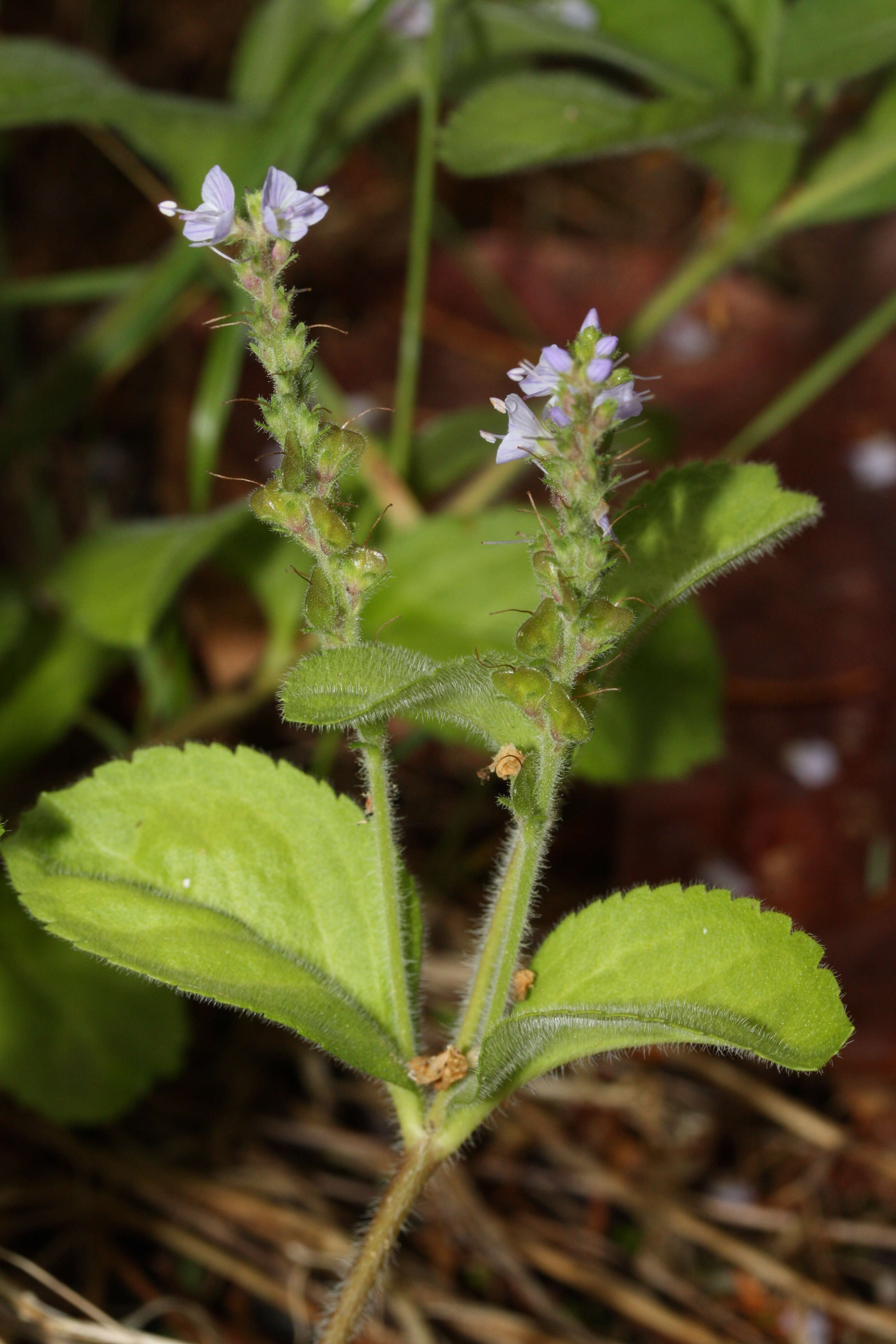 Image of Health Speedwell