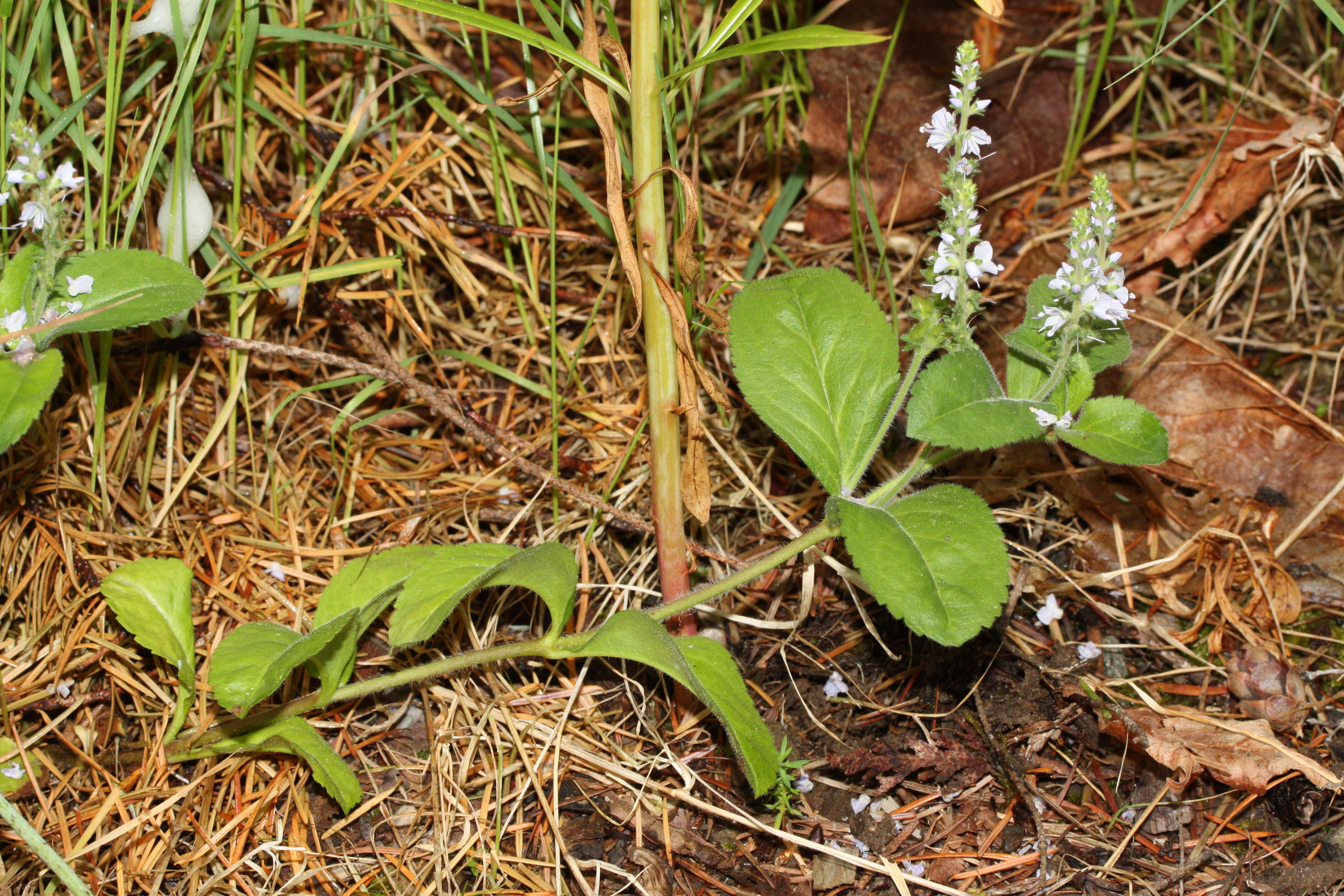 Image of Health Speedwell