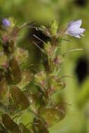 Image of Health Speedwell