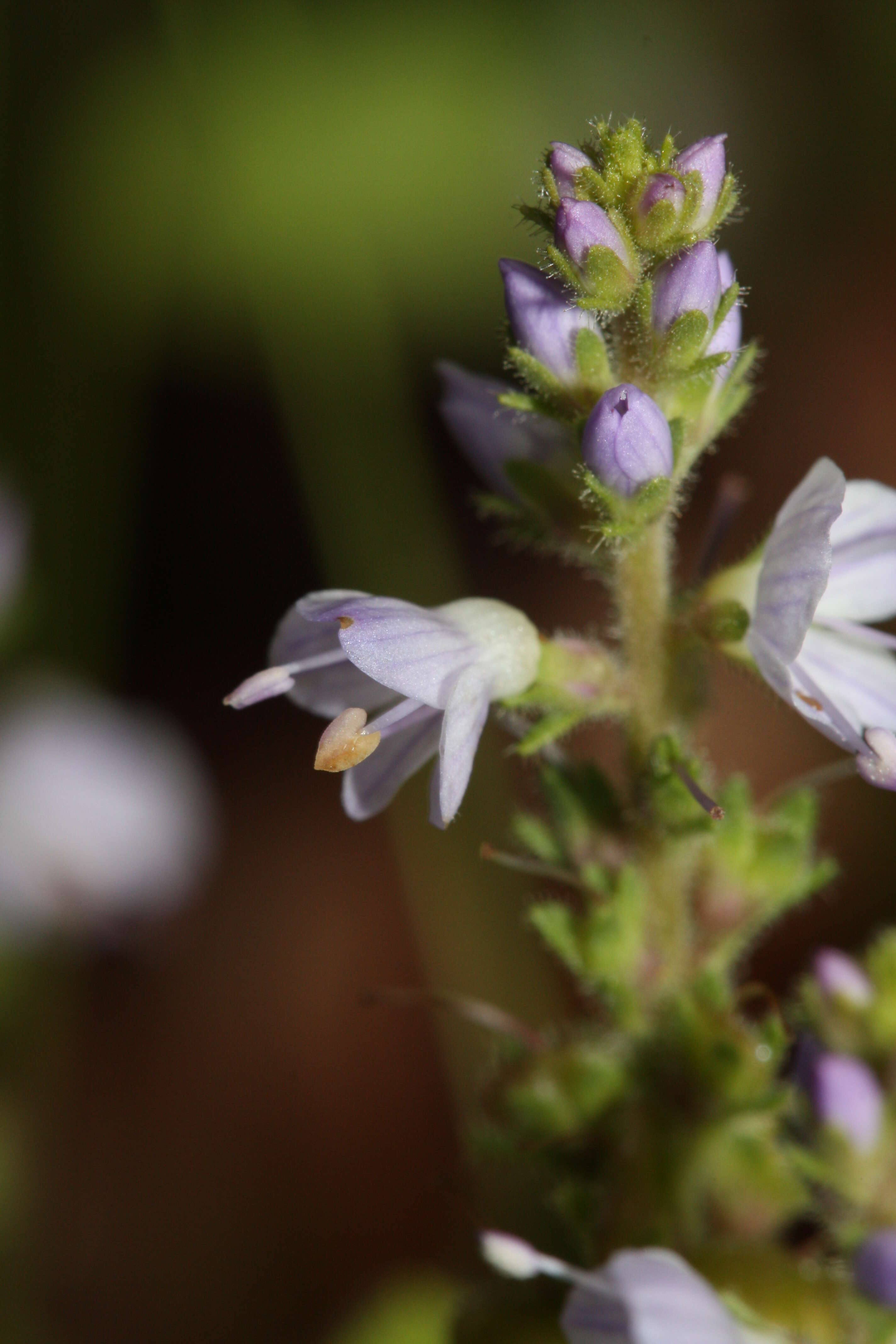 Image of Health Speedwell