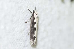 Image of Ethmia bipunctella Fabricius 1775