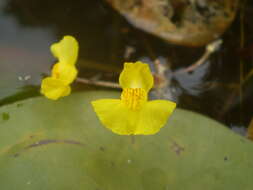 Image of Bladderwort