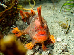 Image of Red handfish