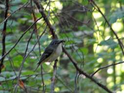 Image of Blue-headed Vireo