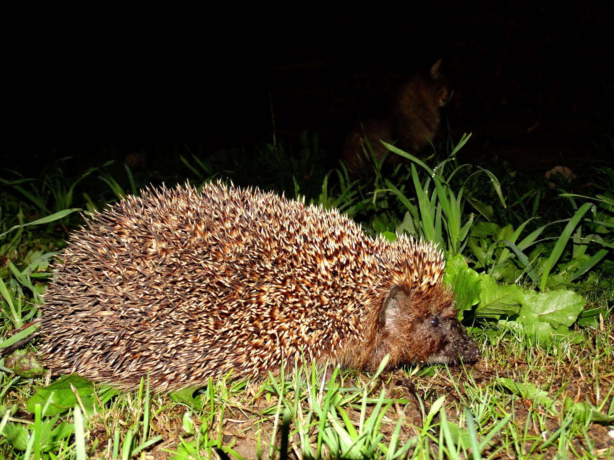 Image of Northern White-Breasted Hedgehog