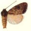 Image of Micragrotis puncticostata Hampson 1902