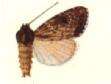 Image of Micragrotis puncticostata Hampson 1902