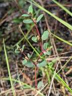 Слика од Euphorbia porteriana (Small) Oudejans