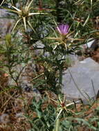 Image of Centaurea calcitrapa subsp. calcitrapa