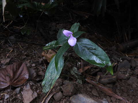 Image of Dicliptera tinctoria