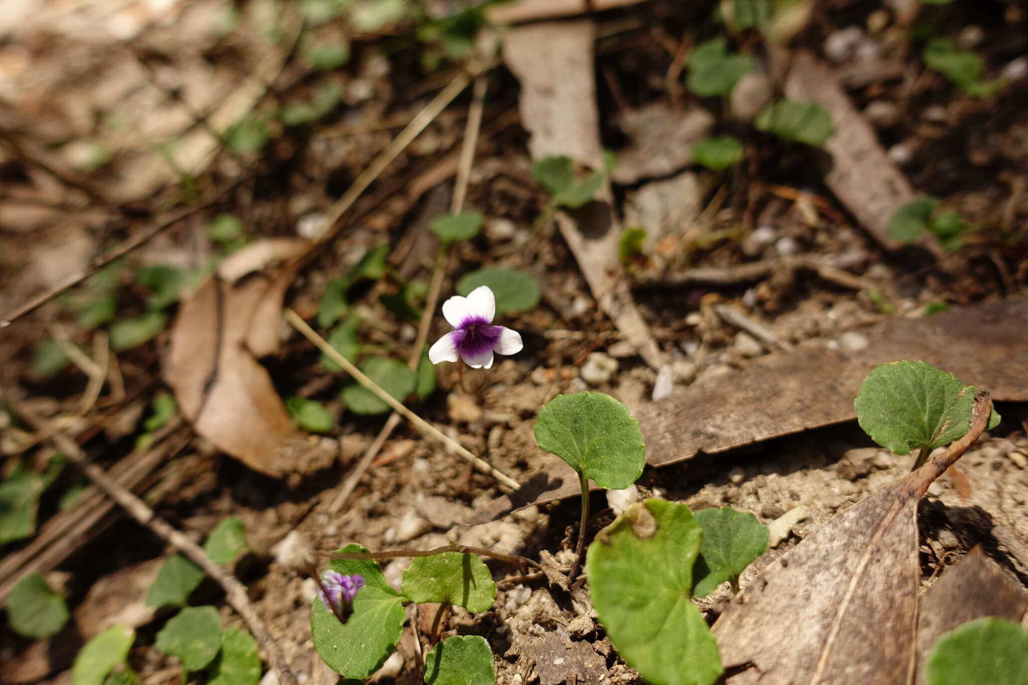 Image of Viola eminens K. R. Thiele & Prober