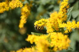 Image of Eastern Yellowjacket