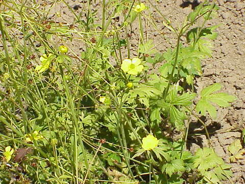 Image of common buttercup