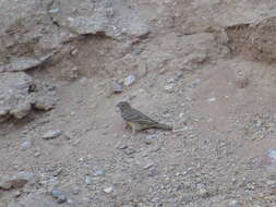 Image of Cinereous Bunting