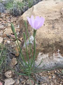 Image of largeflower skeletonplant